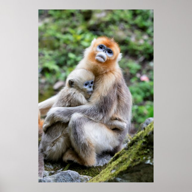 Póster Mono Nariz Chata Dorado con Bebé (Frente)