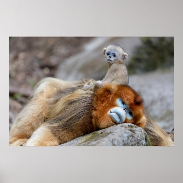 Póster Mono Nariz Chata Dorado Padre con Bebe (Frente)