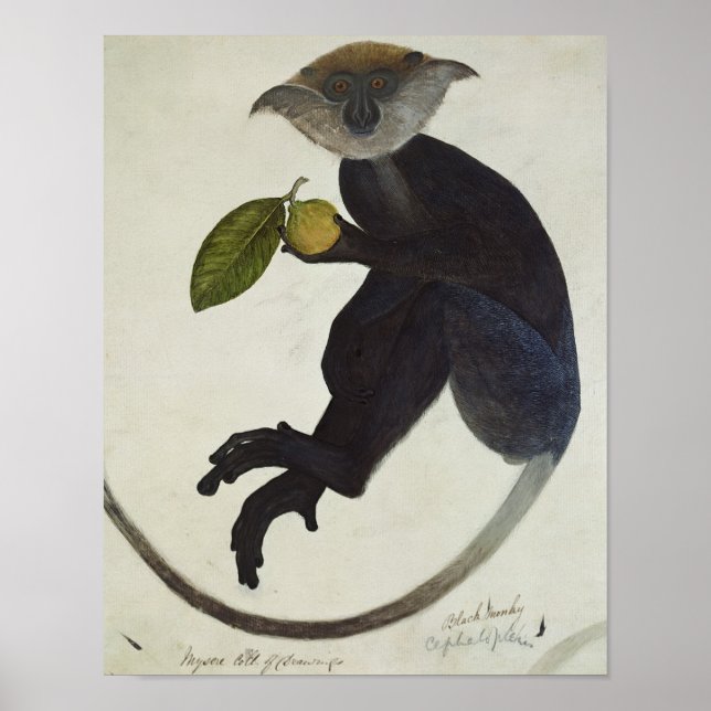 Póster Mono negro (Frente)