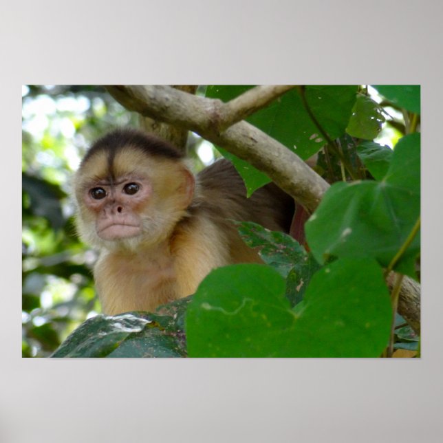 Póster Mono Ver... (Frente)