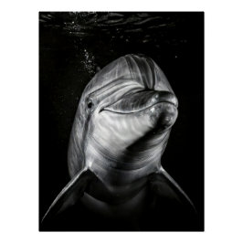 Póster  Monochrome Dolphin Portrait - Underwater Marine A