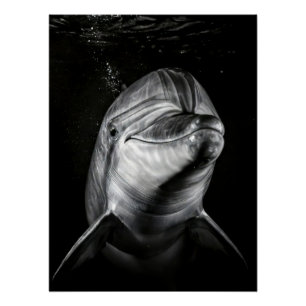 Póster  Monochrome Dolphin Portrait - Underwater Marine A