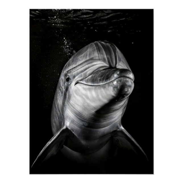 Póster  Monochrome Dolphin Portrait - Underwater Marine A (Anverso)