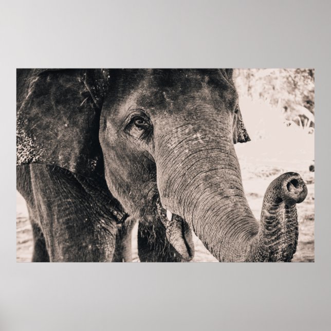 PÓSTER MONOCHROME MACRO ELEPHANT (Frente)