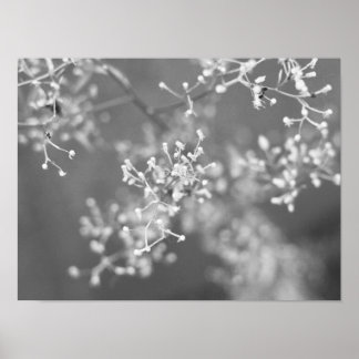 Póster Monochrome Meadow