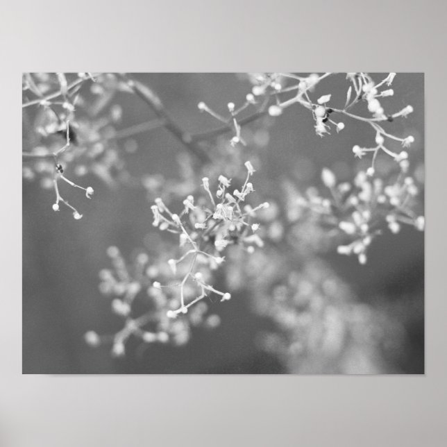 Póster Monochrome Meadow (Frente)