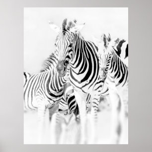 Póster monochrome zebra group portrait, South African Nat
