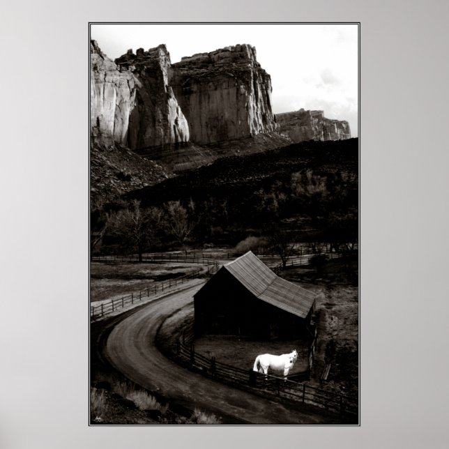 Póster Monocromo de caballo blanco en Poster de los Cañon (Frente)