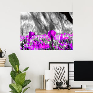 Póster Monocromo de la flor morada blanca negra