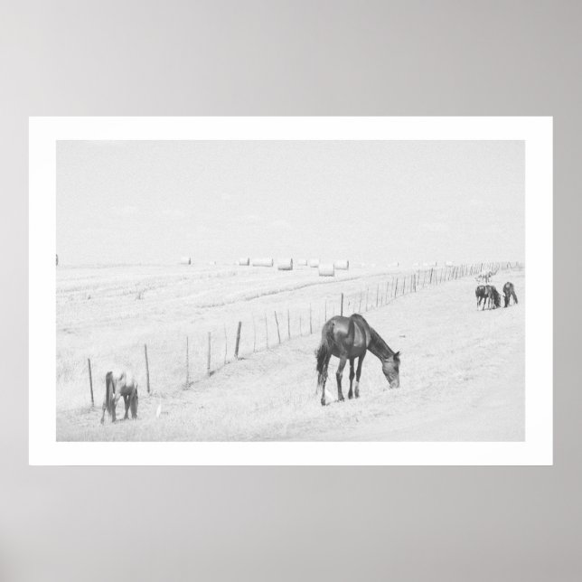 Póster Monocromo Paisaje Rural Blanco Negro Caballos salv (Frente)