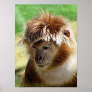 PÓSTER MONOS