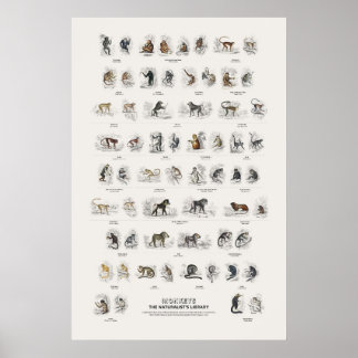 Póster Monos - Biblioteca del Naturalista