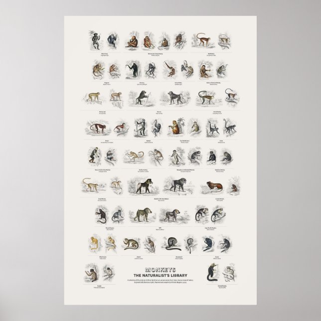 Póster Monos - Biblioteca del Naturalista (Frente)