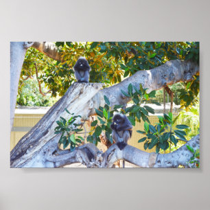 Póster Monos de Langur Negro comiendo, Poster