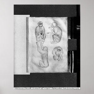 Póster Monos, del álbum Vallardi