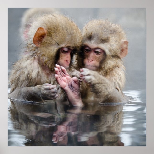 Póster Monos pequeños | Hot Springs, Japón (Frente)