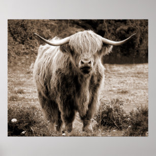 Póster Monotone rústica marrón de la vaca Highland Scotla