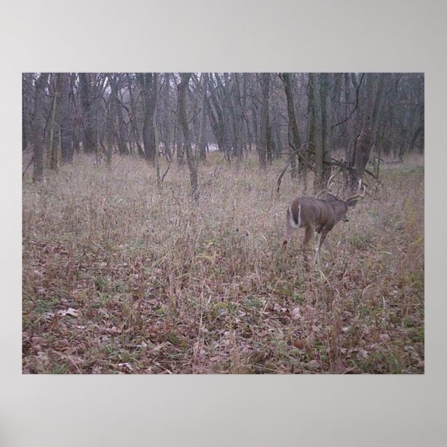 Póster Monster Buck Poster (Frente)