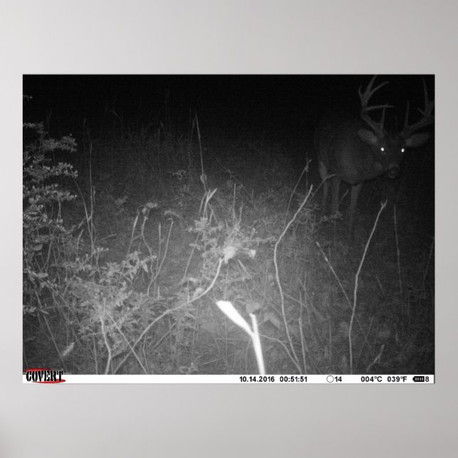 Póster Monster Buck Trail Camera Poster (Frente)