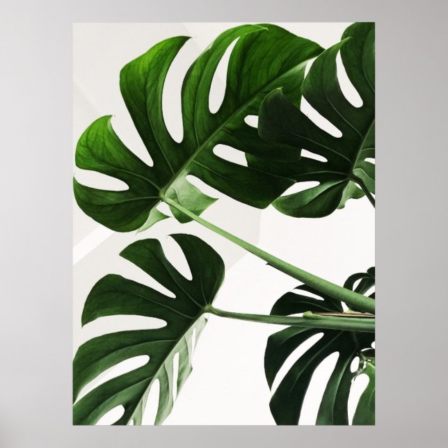Póster Monstera (Frente)