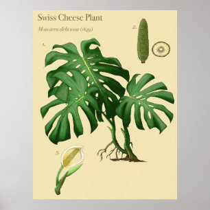 Póster Monstera Poster Botánico de Queso Suizo