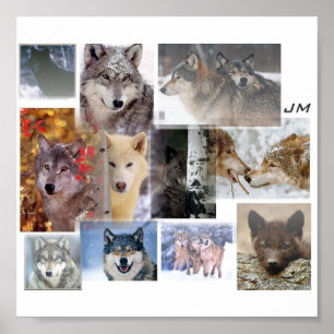 Póster montaje del lobo