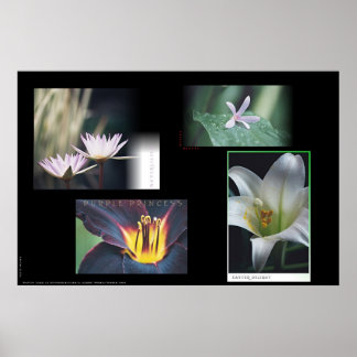 Póster Montaje floral