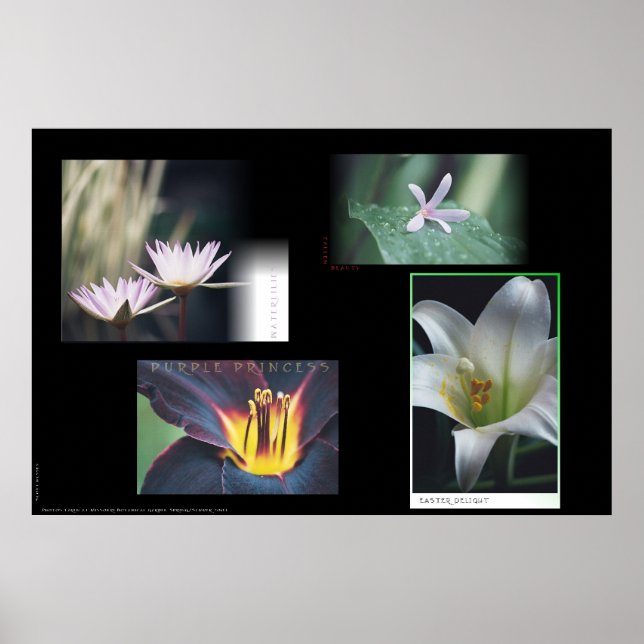 Póster Montaje floral (Frente)