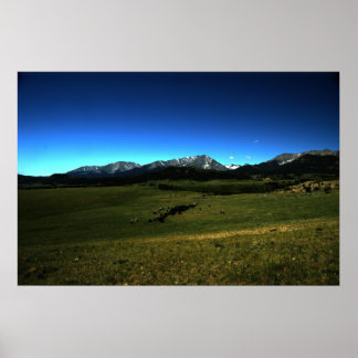 Póster Montana Cattle Drive