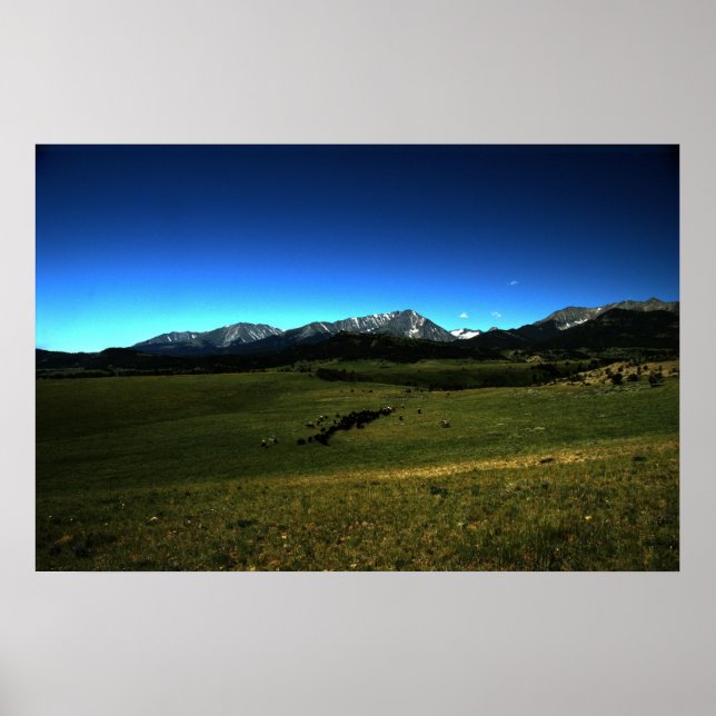 Póster Montana Cattle Drive (Frente)