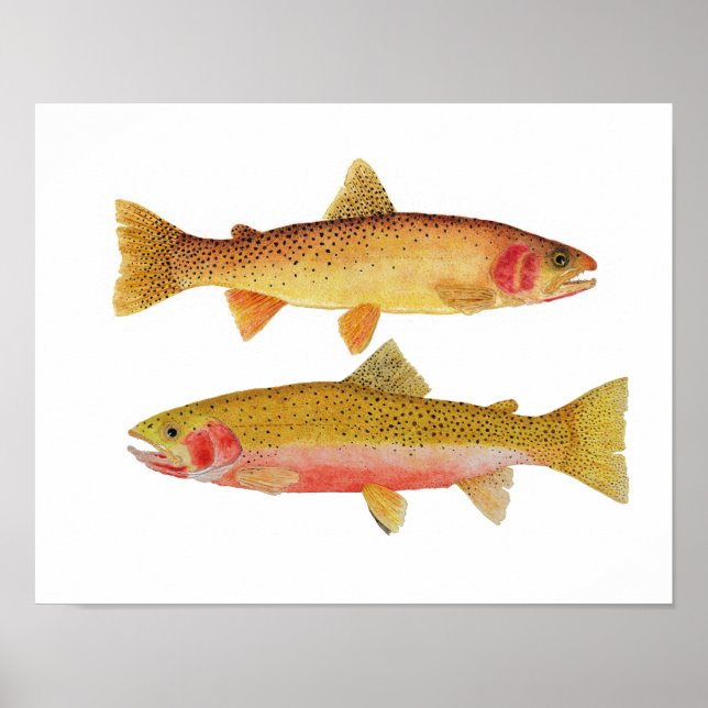 Póster Montana Cuthroats (Frente)