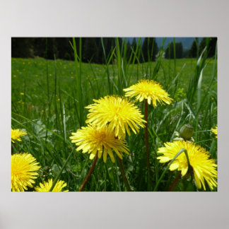 Póster Montaña Dandelions