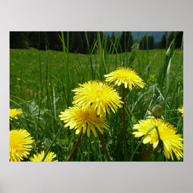 Póster Montaña Dandelions (Frente)