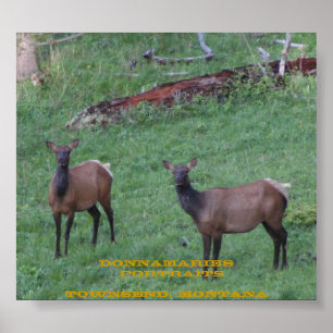 Póster Montana Elk