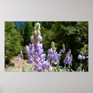 Póster Montaña Lupins en Yosemite