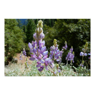 Póster Montaña Lupins en Yosemite