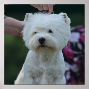 Póster Montaña Terrier blanco del oeste linda