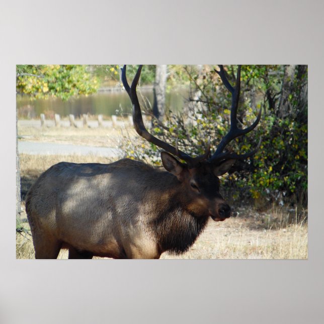 Póster Montaña Toro Elk Foto Naturaleza Muro Poster Manca (Frente)