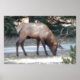 Póster Montaña Toro Elk Foto Naturaleza Muro Poster Manca
