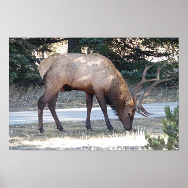 Póster Montaña Toro Elk Foto Naturaleza Muro Poster Manca (Frente)