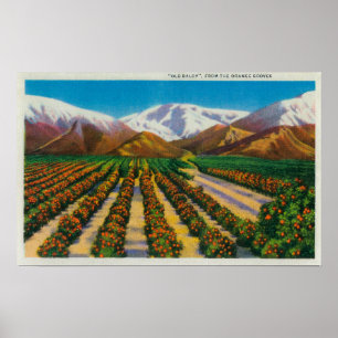 Póster Montaña vieja de Baldy de las arboledas