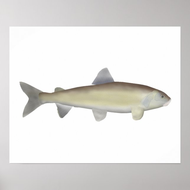 Póster Montaña Whitefish (Frente)
