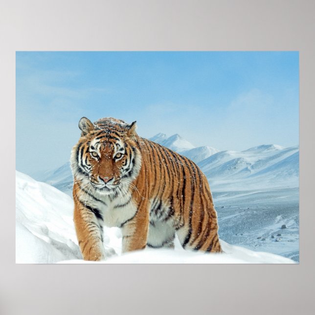 Póster Montañas de Nieve Tigre. Foto de la naturaleza del (Frente)