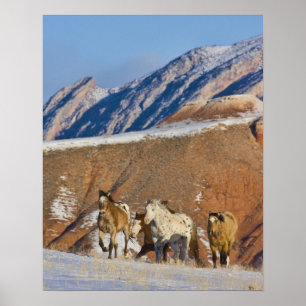 Póster Montañas del Cuerno Grande, caballos corriendo