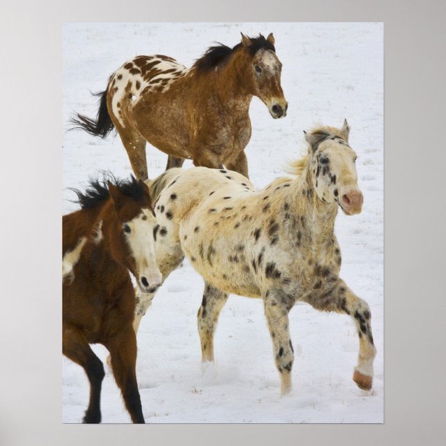 Póster Montañas del Cuerno Grande, caballos corriendo en  (Frente)