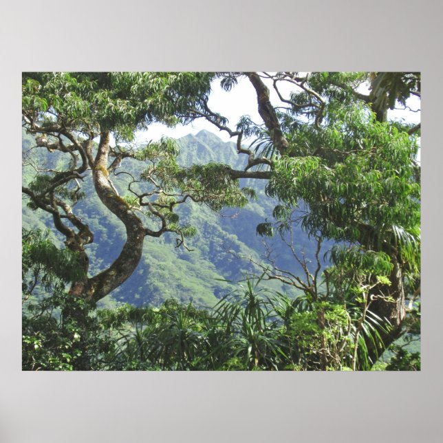 Póster Montañas Ko'olau y árboles Koa (Frente)