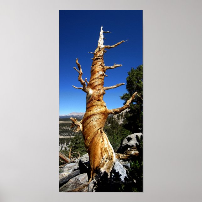 Póster Montañas Twisty Foxtail Pine - Sierra Nevada (Frente)