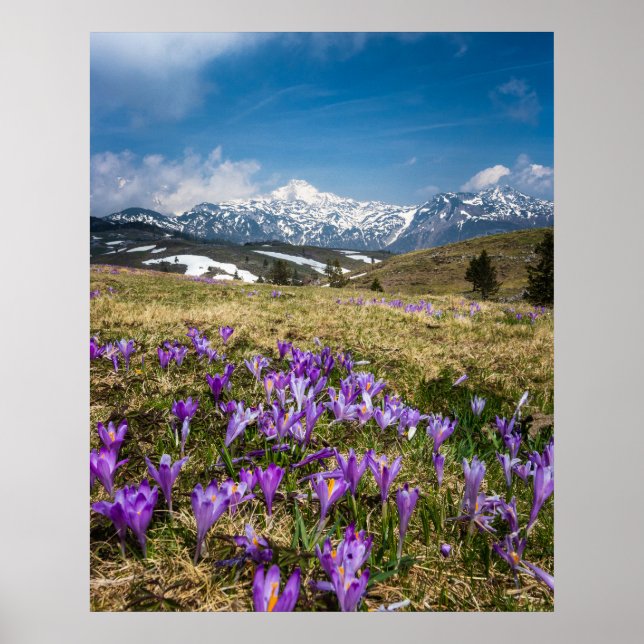 Póster Montañas y flores de croco en Velika Planina, Sl (Frente)