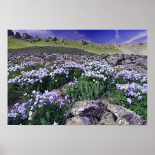 Póster Montañas y flores silvestres en prado alpino,