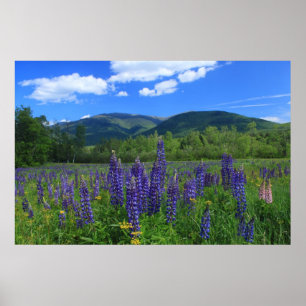 Póster Monte Adams y la Cordillera Presidencial de Lupine